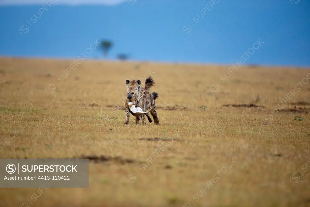 Spotted hyena hunting thomson's gazelle Kenya