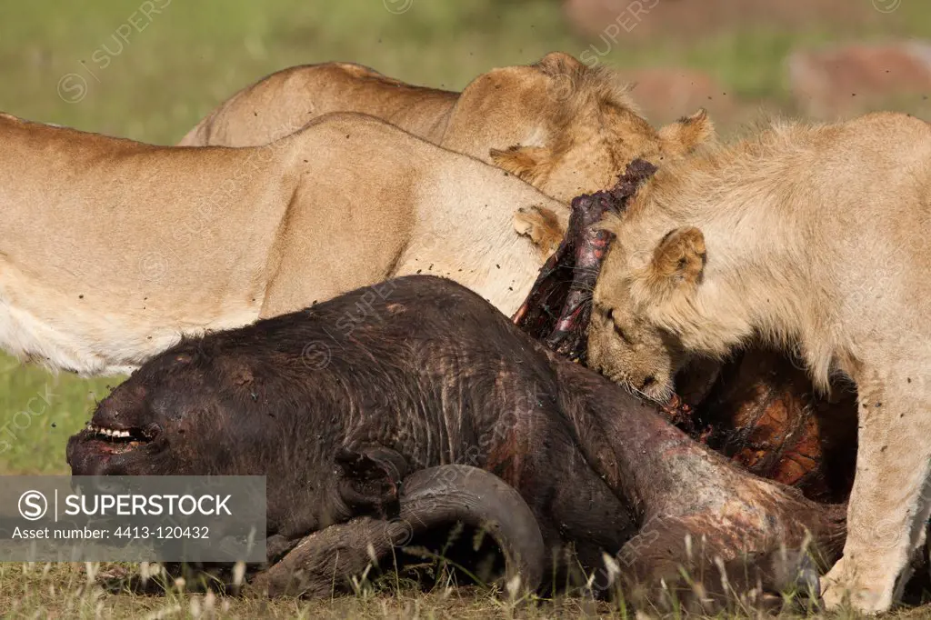 Lions eating a buffalo in the RN Masai Mara Kenya