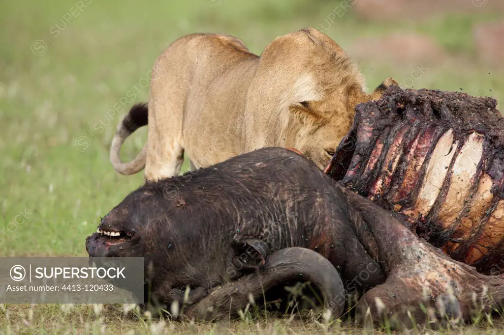 Lion eating on a buffalo in the RN Masai Mara Kenya