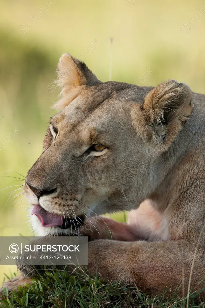 Lioness licking her for toilet RN Masai Mara Kenya