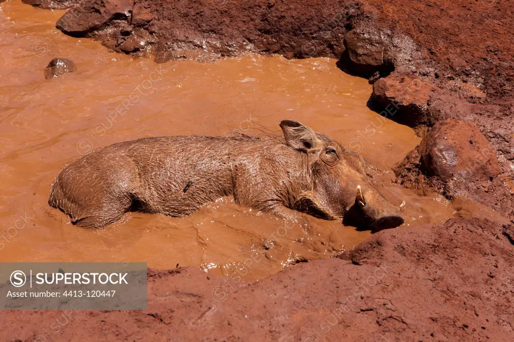 Warthog taking a mud bath Nairobi NP Kenya