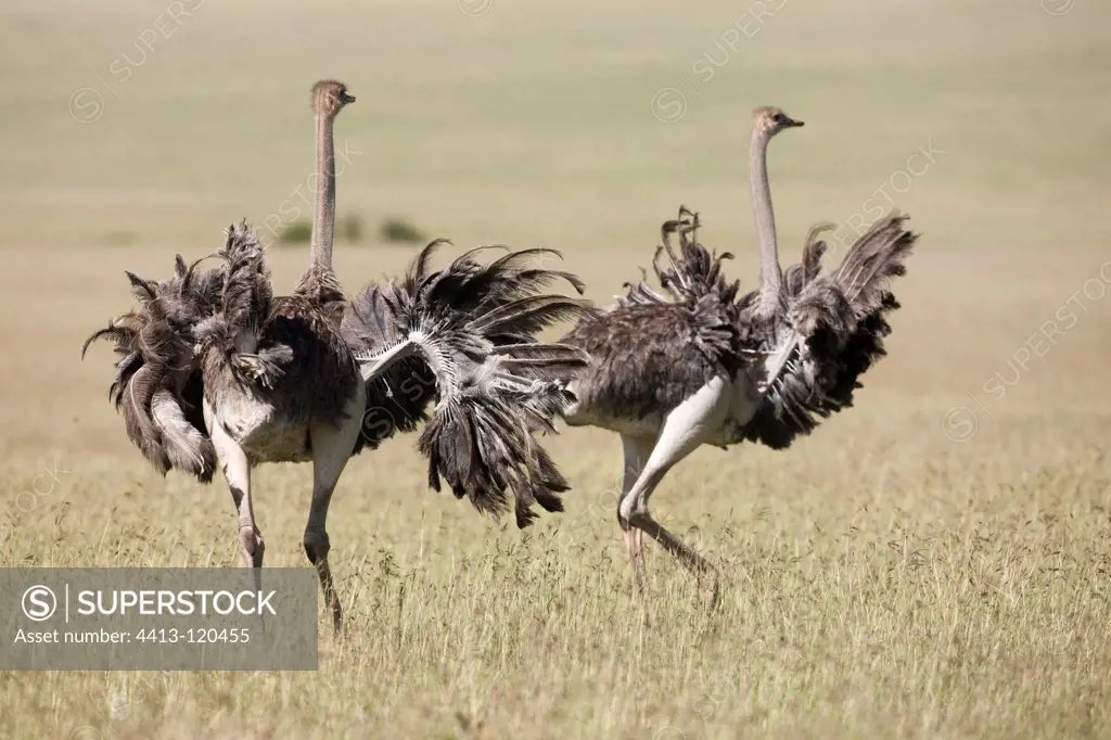 Ostrich in Masai Mara RN Kenya