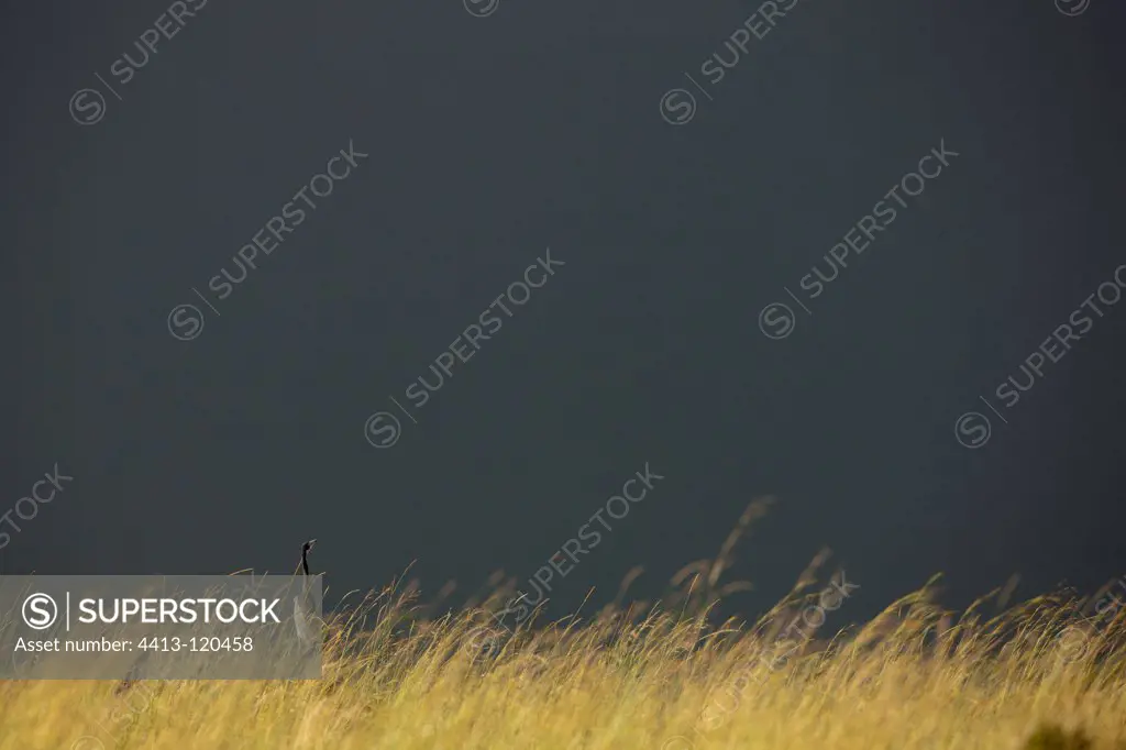 Black-headed Heron in the Masai Mara NR Kenya