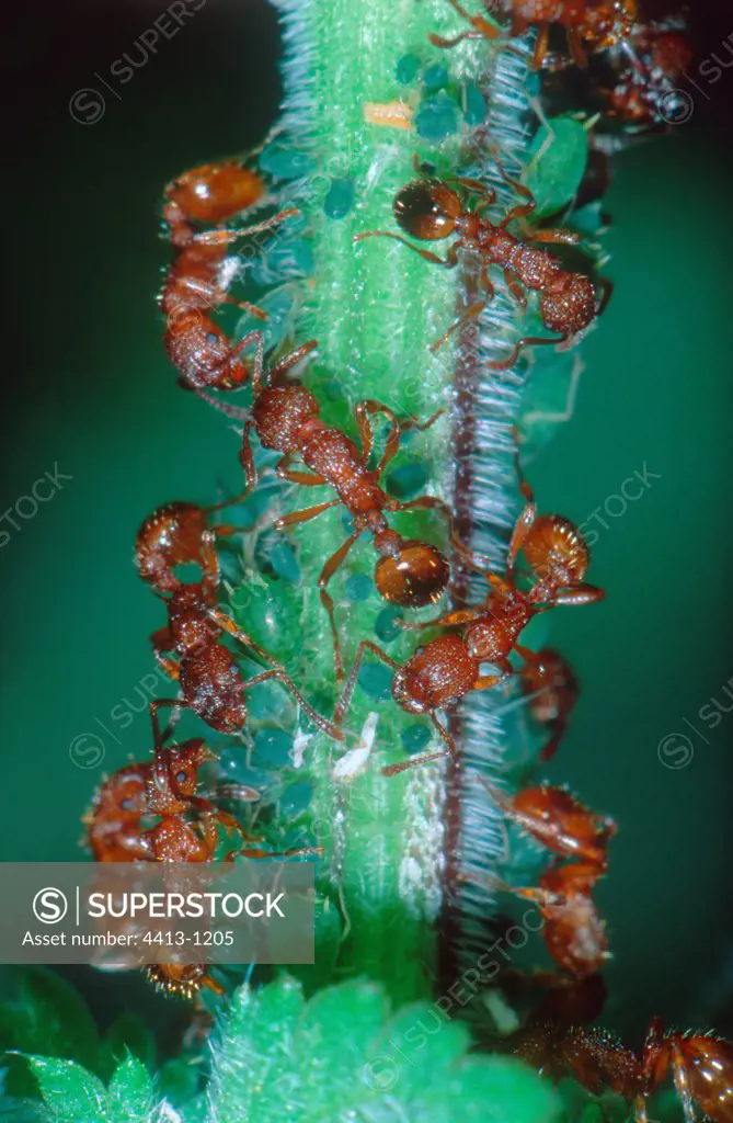 Ants milking Aphids on a stem