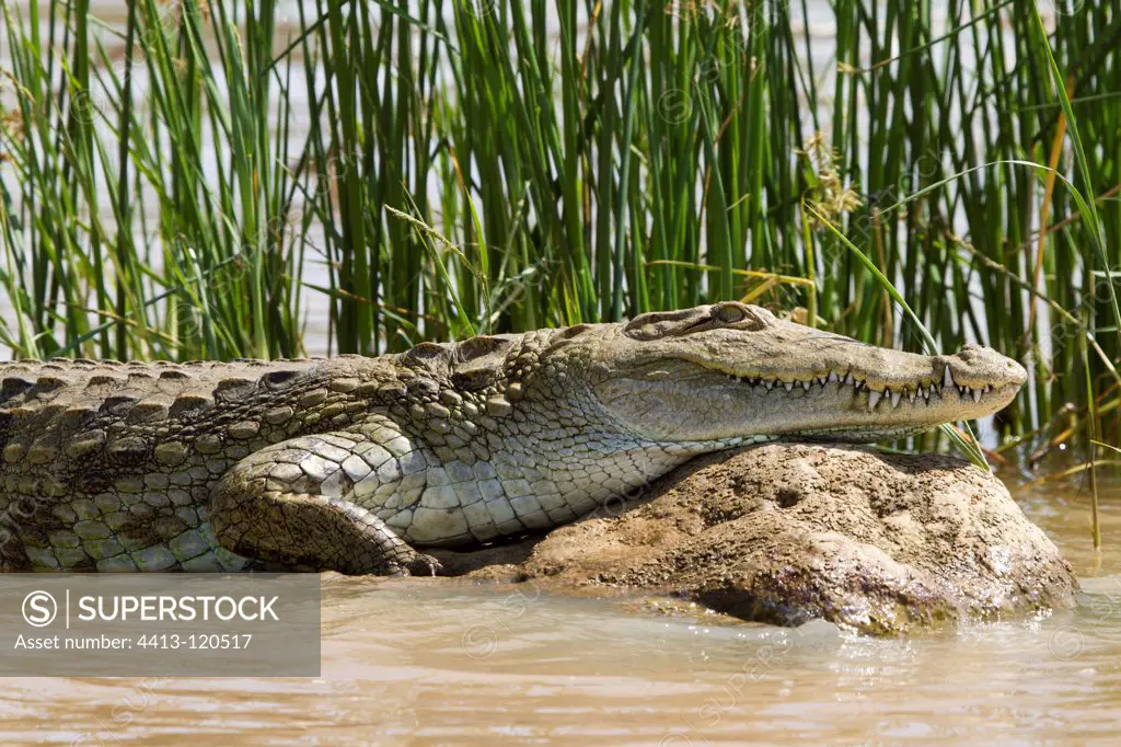 Nile crocodile resting at Lake Baringo in Kenya