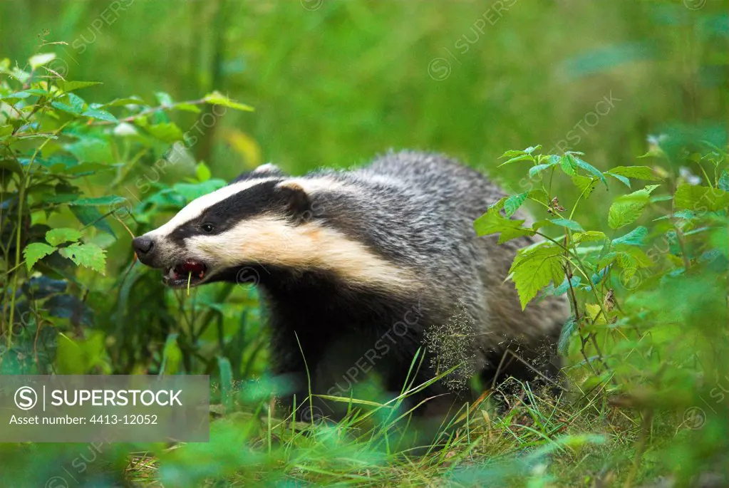 Eurasian Badger in the underwood of a forest of Bavaria