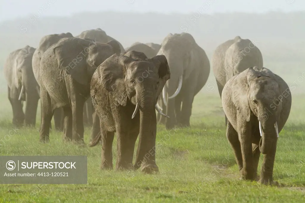 Group of Elephant in savannah in the Amboseli NP Kenya