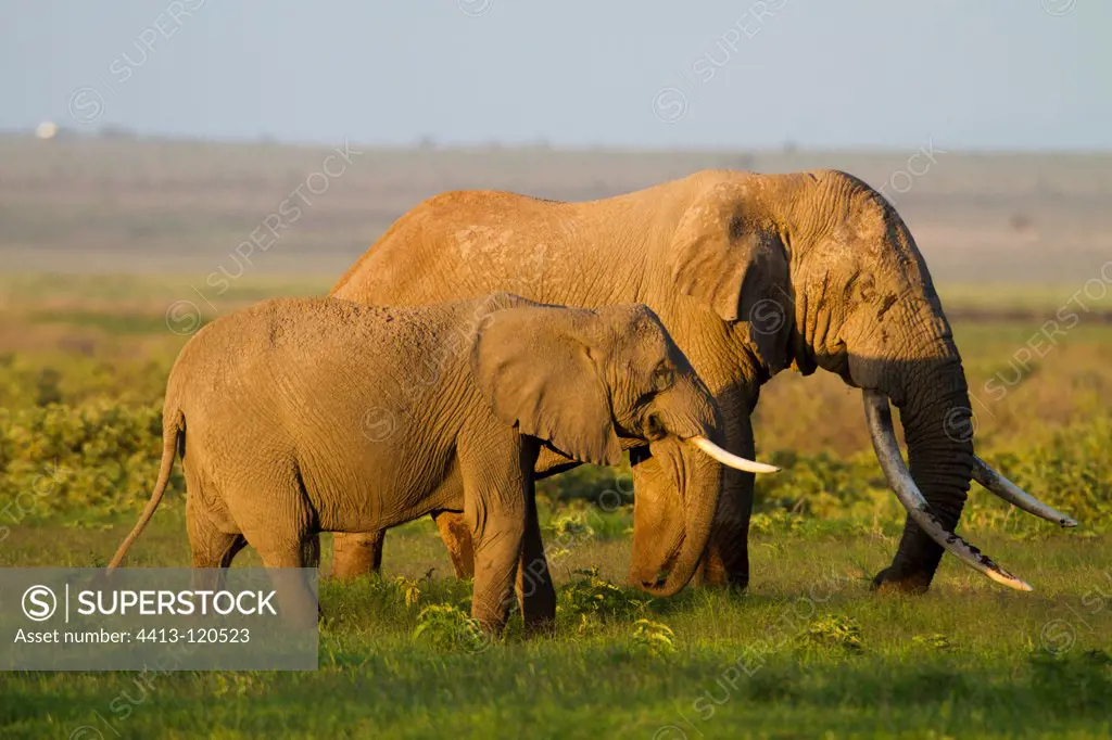 Elephant in the swamps of Amboseli NP Kenya