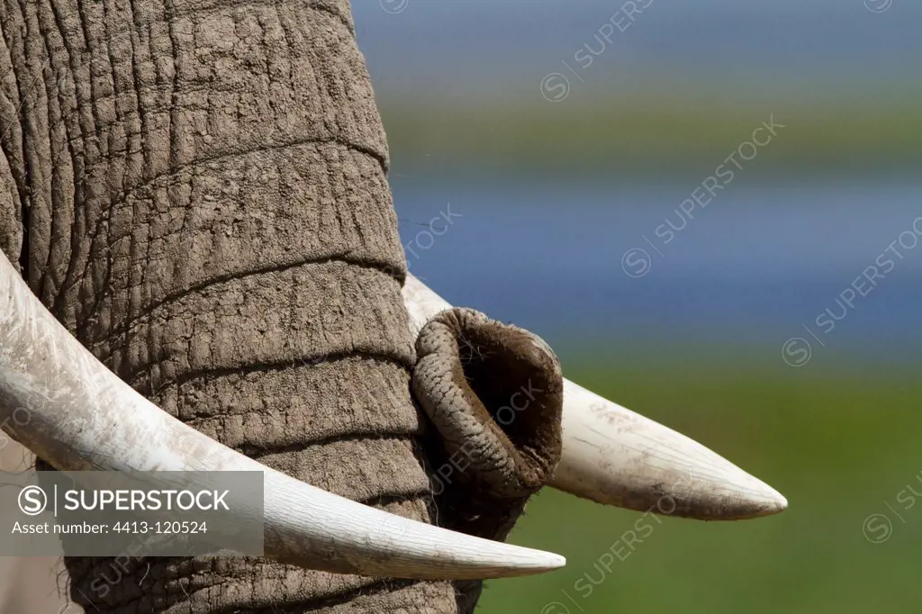 Elephant male in the swamps of Amboseli NP Kenya