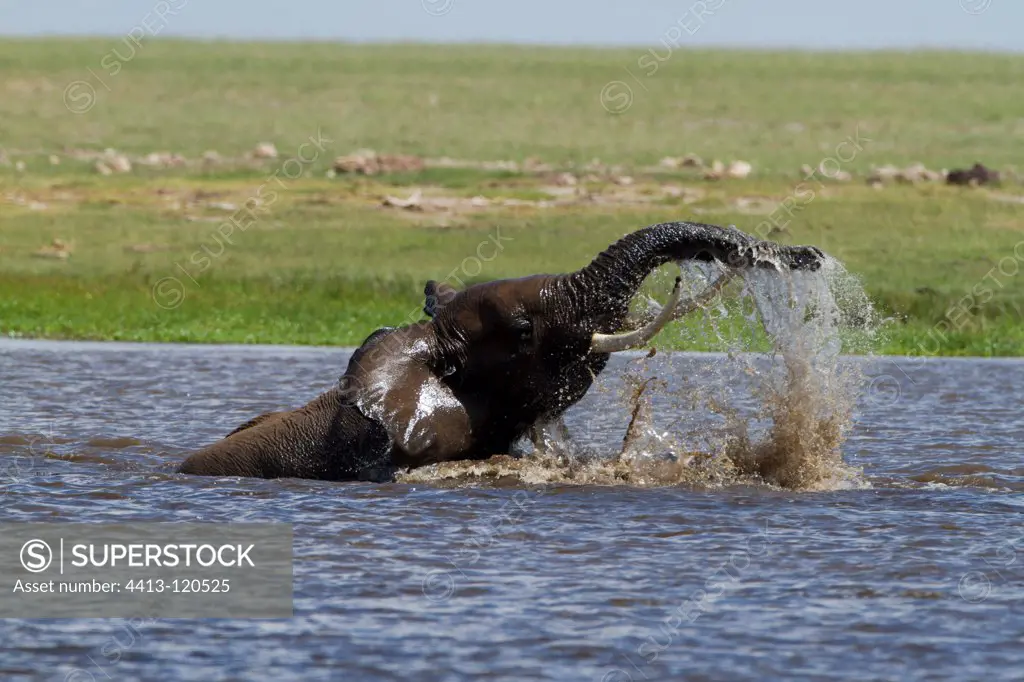 Elephant bathing in the swamps of Amboseli NP Kenya