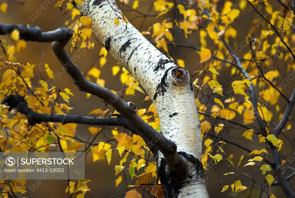 Birch in Autumn in the Ecrins National Park