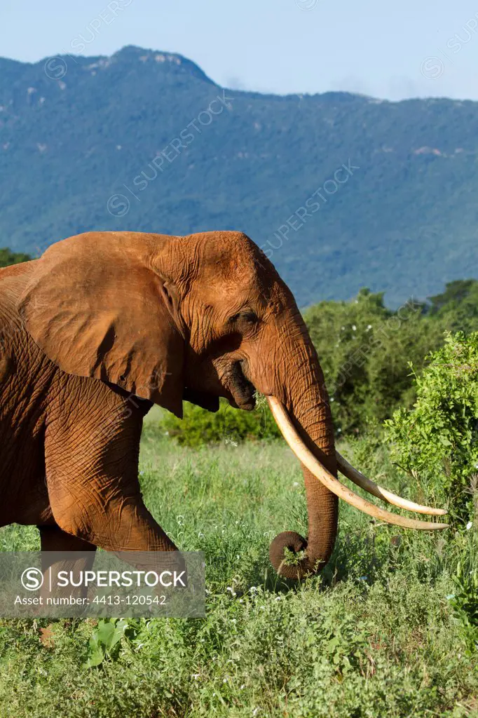 Male elephant eating Ipomoea in the Tsavo East NP Kenya