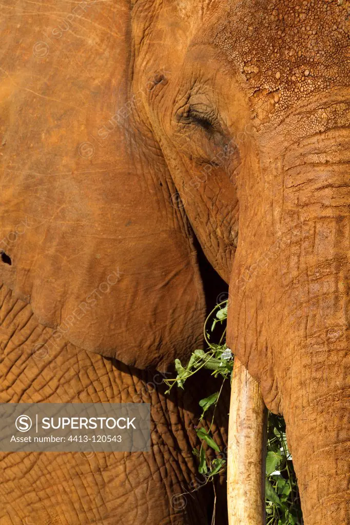 Male elephant eating Ipomoea in the Tsavo East NP Kenya