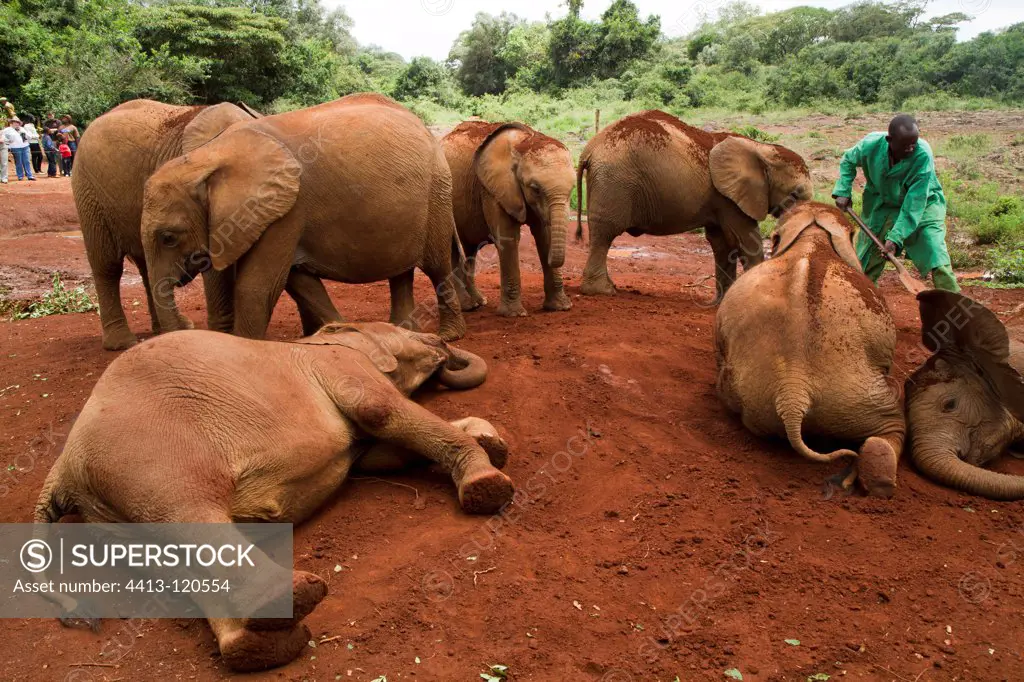 Mud bath for the elephants PN Nairobi Kenya