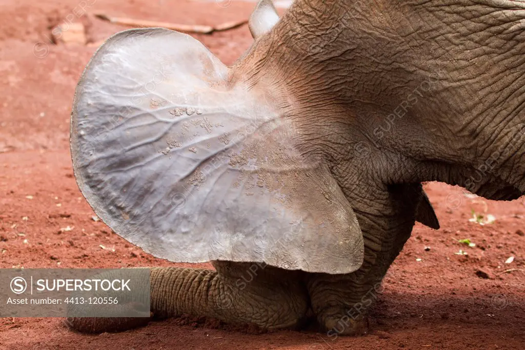 Baby elephant taking a mud bath PN Nairobi Kenya