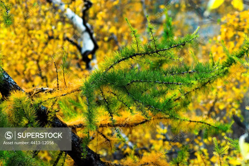 Larch yellow and green in Autumn Ecrins National park