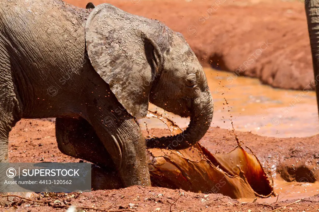 Baby Elephant taking a mud bath in the Nairobi NP Kenya