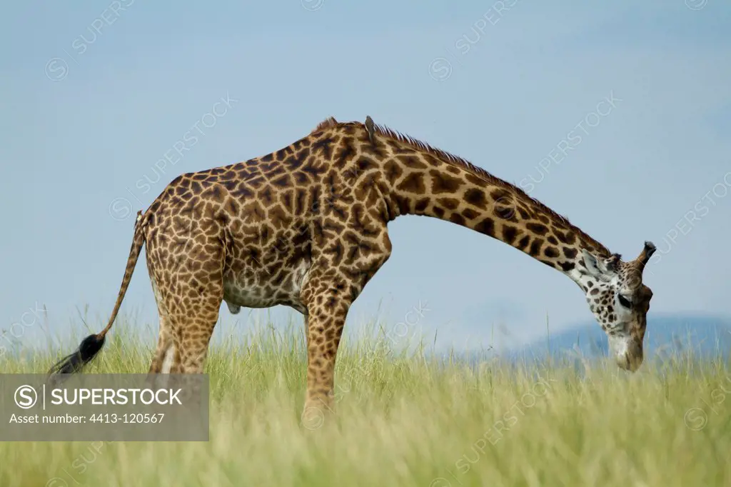 Masai Giraffe in savannah Masai Mara NR Kenya