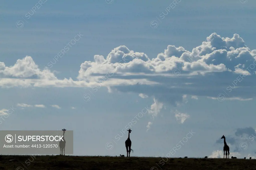 Silhouetted Giraffe in the Masai Mara NR Kenya