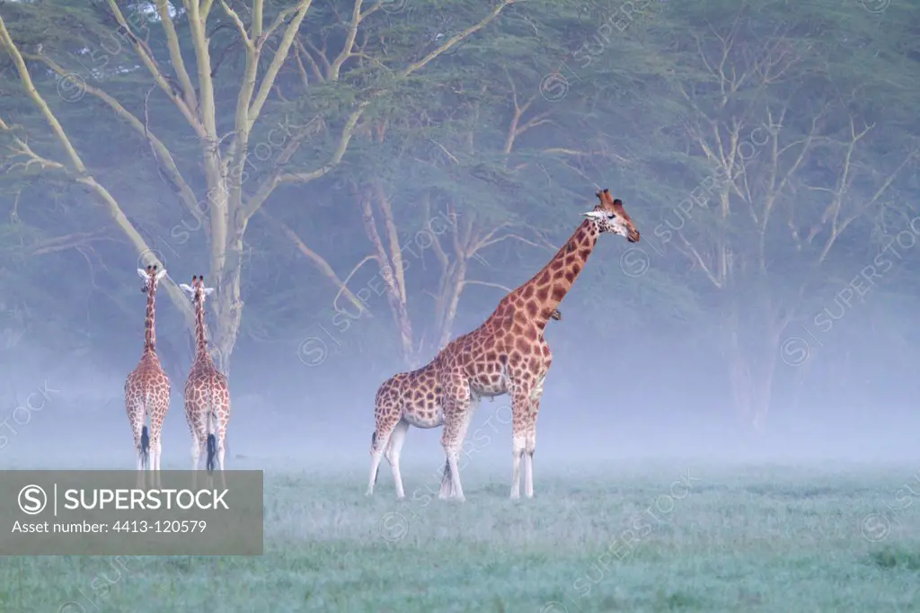 Rothschilds Giraffes in the mist at morning Nakuru NP Kenya