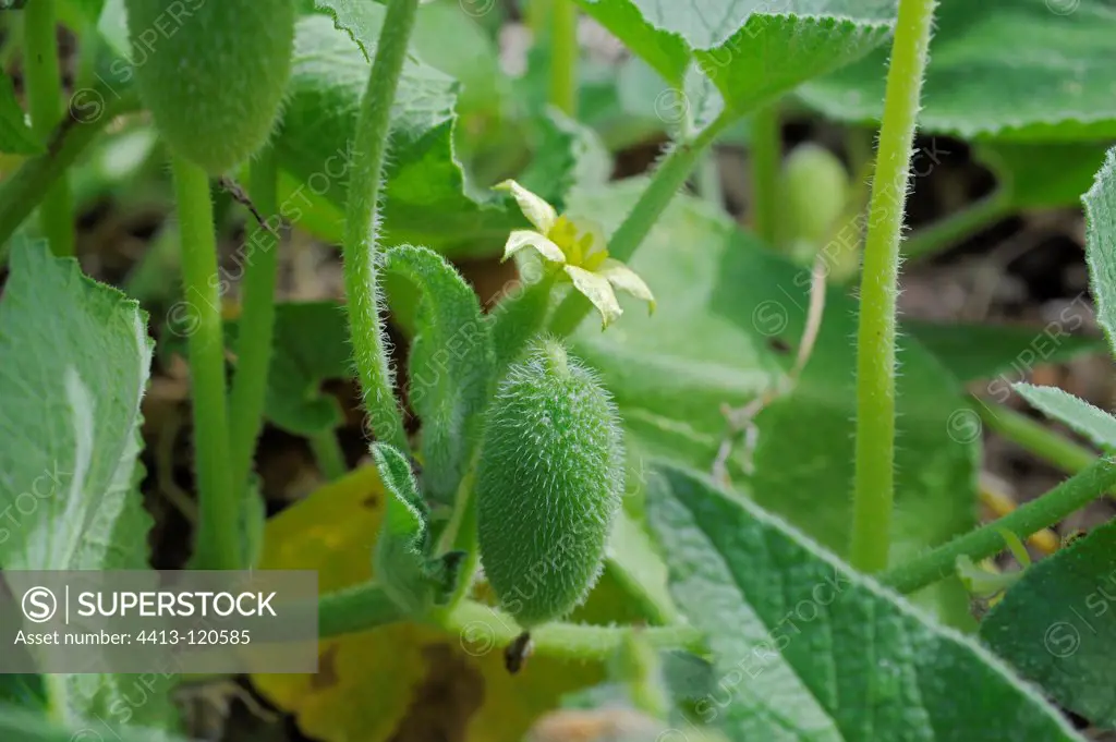 Squirting cucumber in fruit and in bloom in a garden