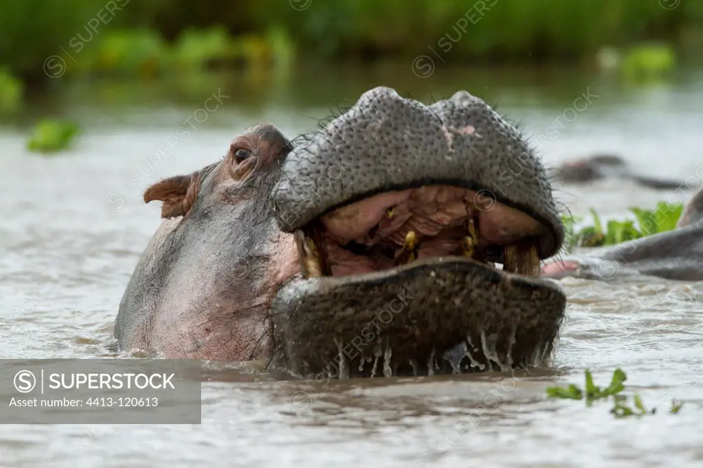 Hippopotamus male and aggressive in the Masai Mara NR Kenya