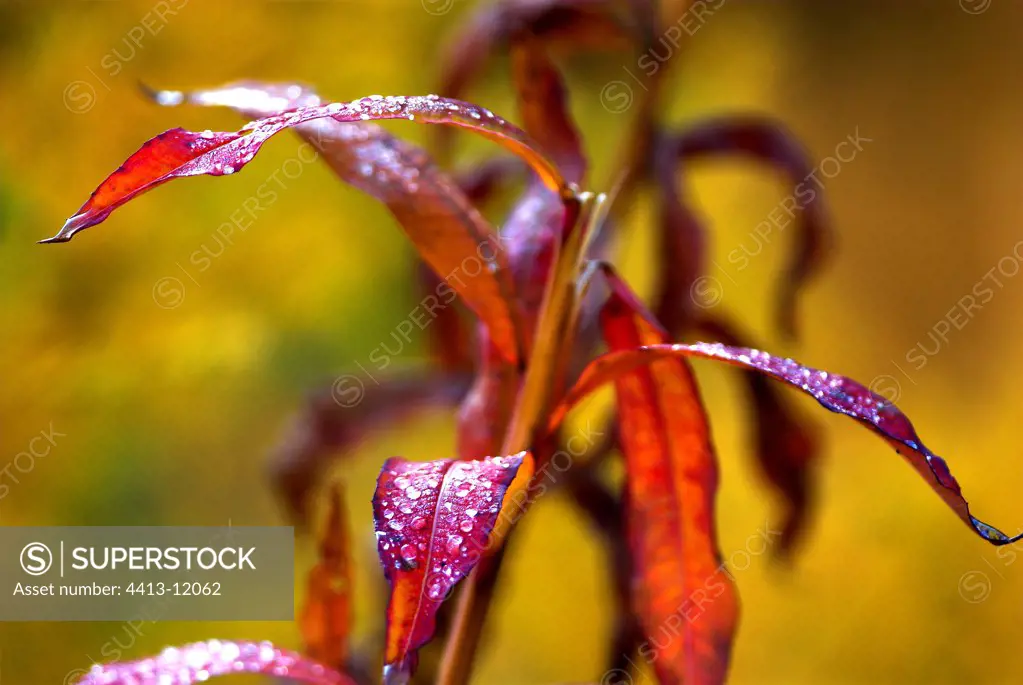 Water Drops on the Willow leaves in Autumn