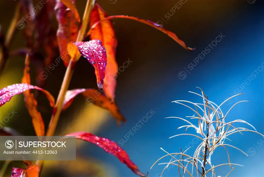 Willow leaves and Fireweed in autumn