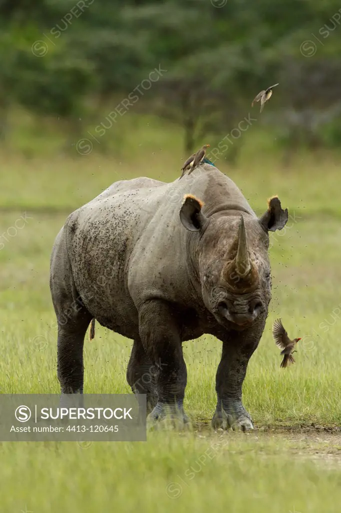 Black rhinoceros and Red-billed Oxpecker Kenya