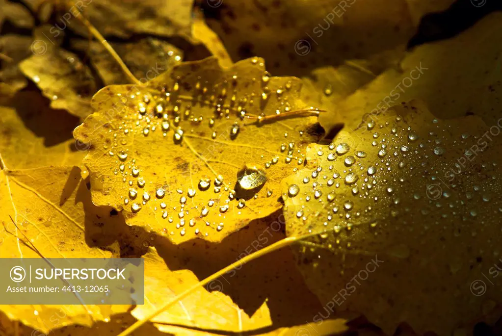 Water drops on dead leaves of Poplar in Autumn