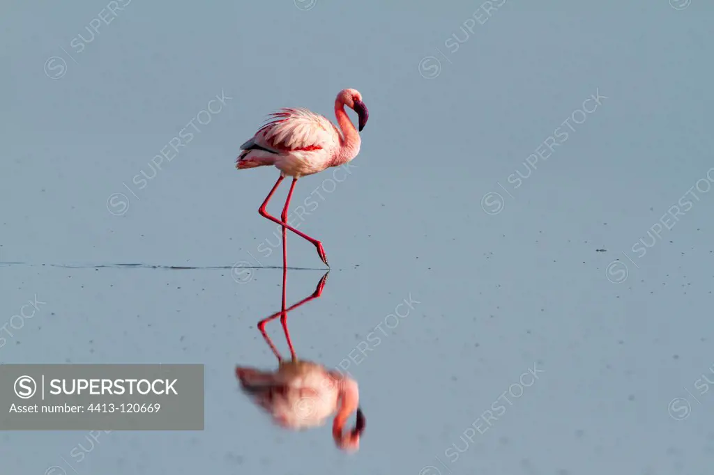 Lesser Flamingos walking in the Lake Nakuru Kenya
