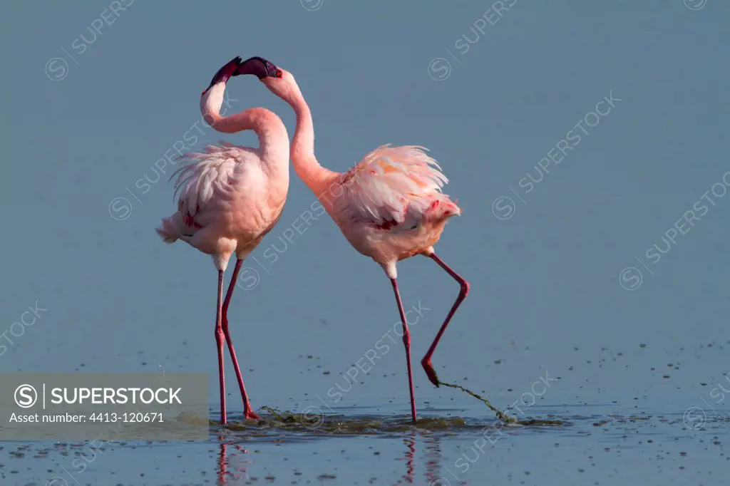 Parade of Lesser Flamingos in Lake Nakuru Kenya