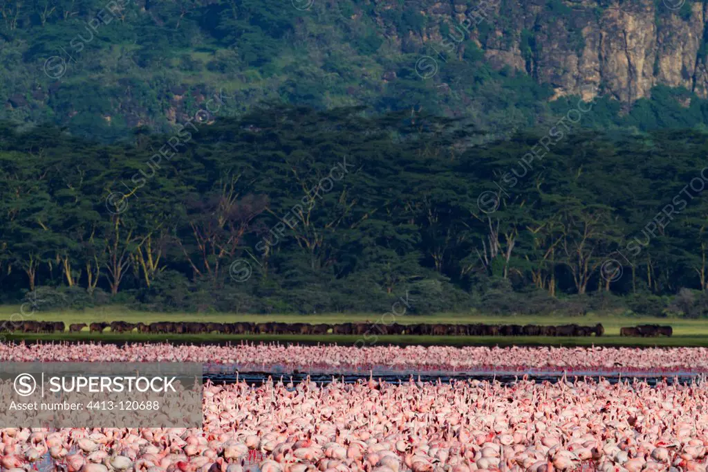 Colony of Lesser Flamingos and Buffalos Nakuru lake Kenya