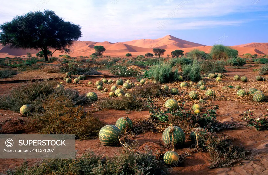 Melon tsamma field in the desert of Namib Namibia