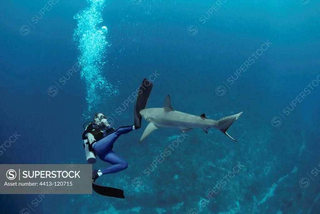 Shark expert Neal Watson fighting Lemon Shark Bahamas