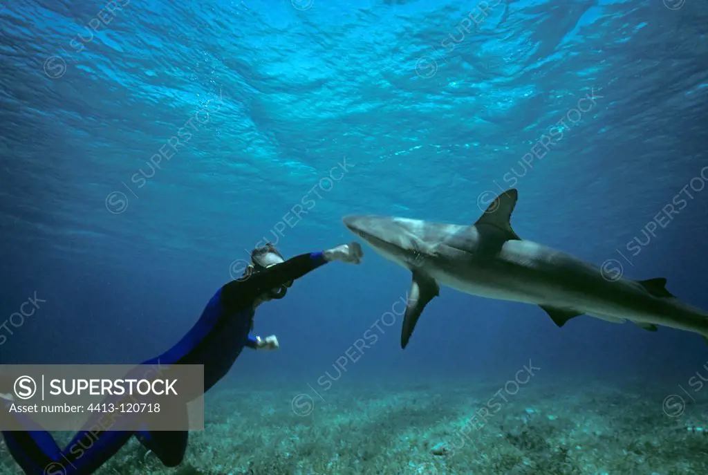 Shark expert Neal Watson fighting Lemon Shark Bahamas