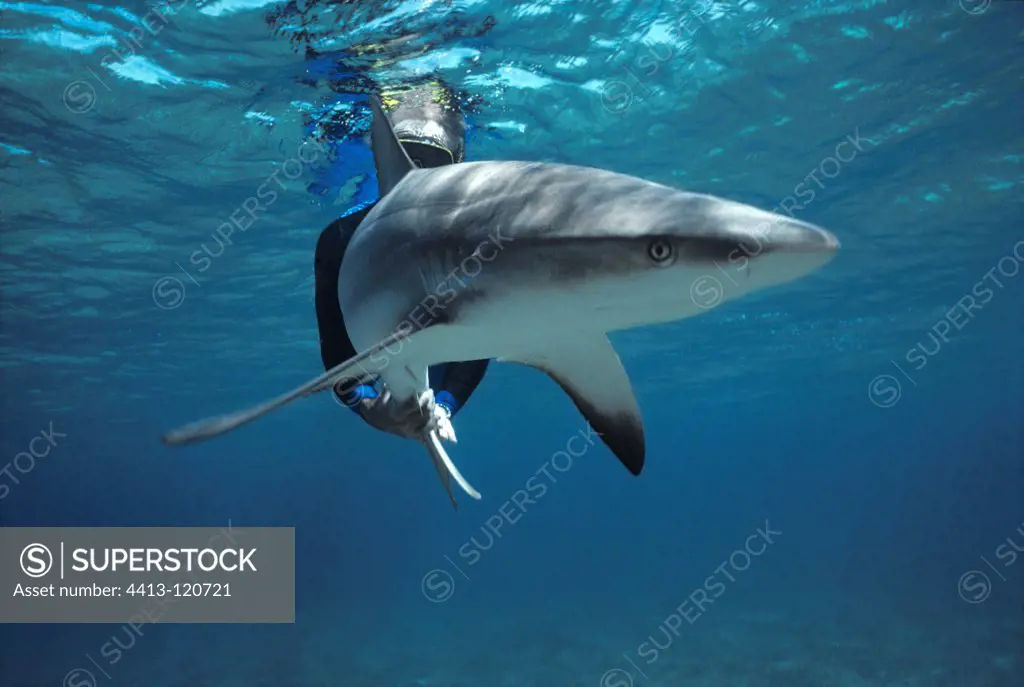 Shark expert Neal Watson riding Lemon Shark Bahamas
