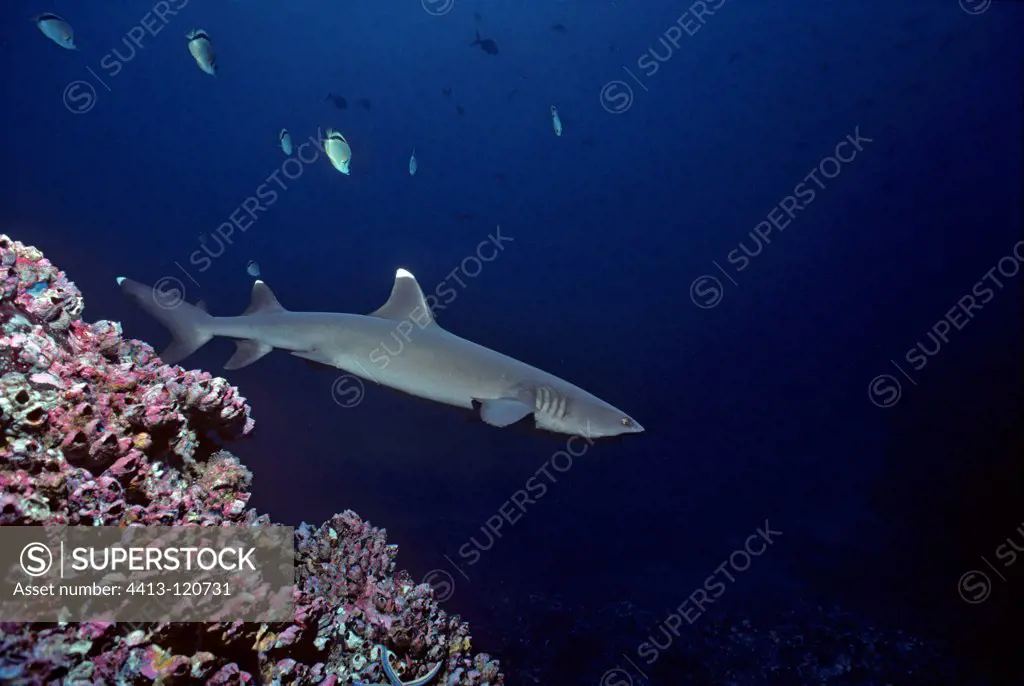 Whitetip Reef Shark searching for food Cocos Island