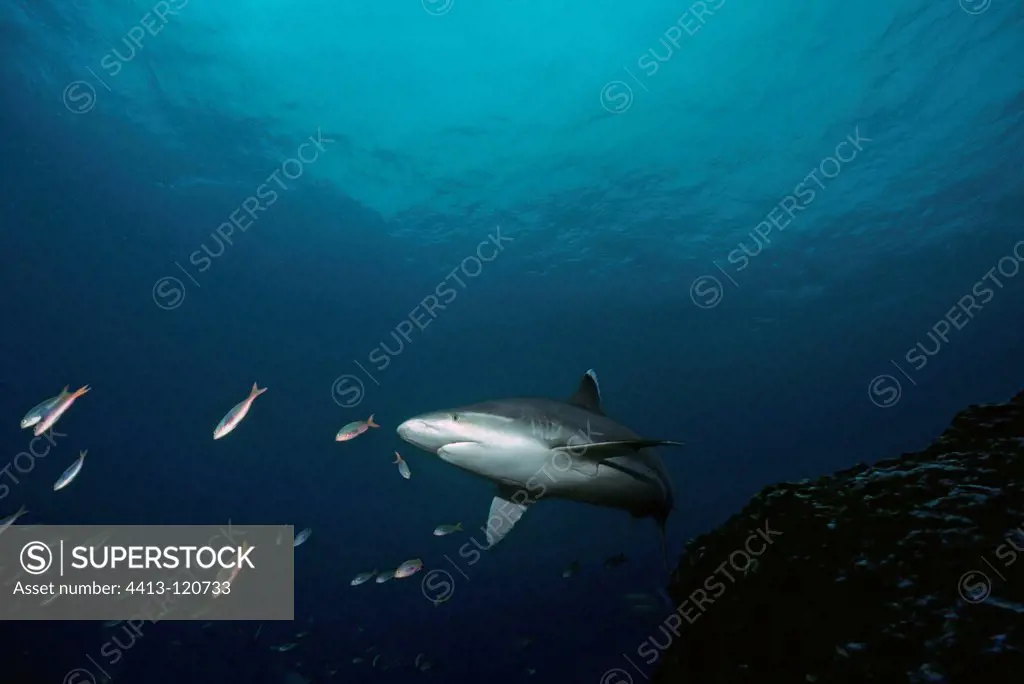 Silvertip Shark swimming with reef fish at cleaning station
