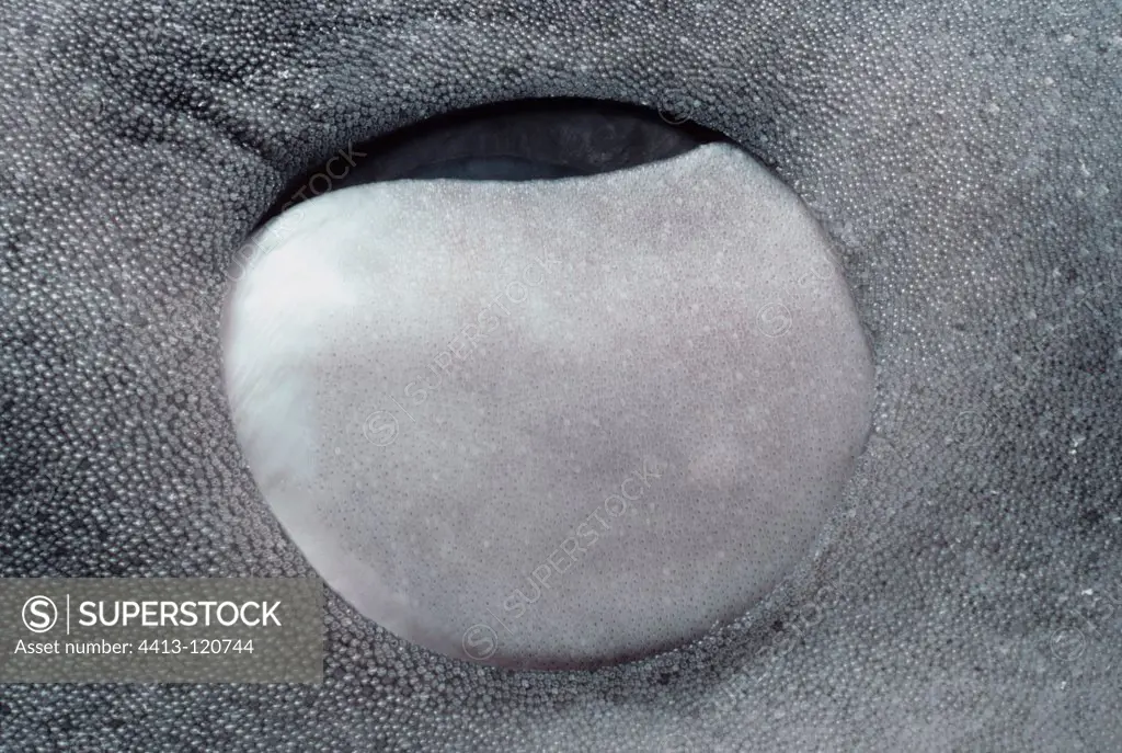 Nictitating membrane closed to protect eye of a Tiger shark