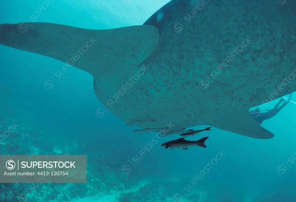 Whale Shark with symbiotic Remoras West Australia