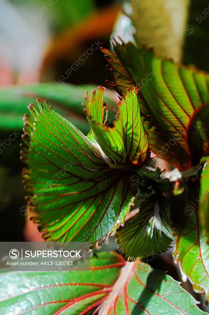 Copperleaf 'Mooreana' leaf detail in a garden