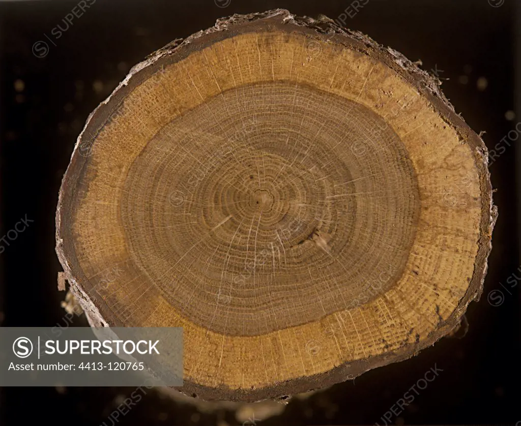 Annual growth rings on an Oak trunk