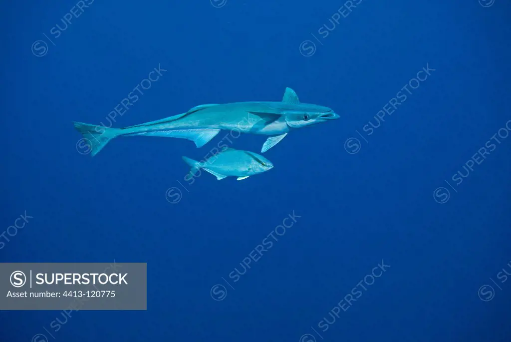 Remora escorted by a Caranx South Africa Indian Ocean