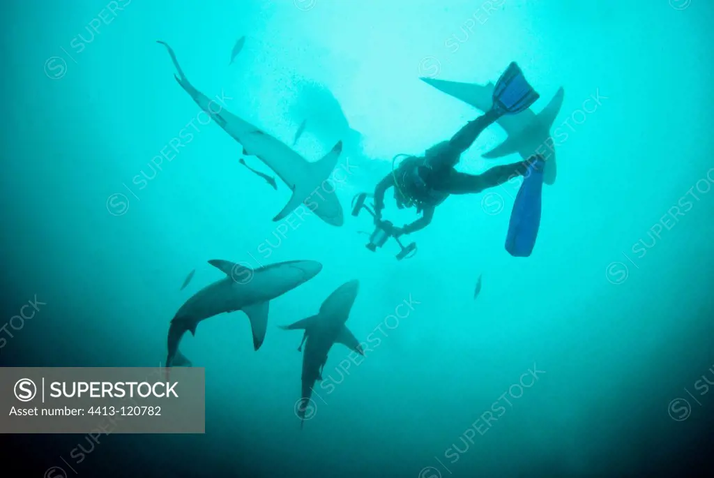 Scuba Diver and Blacktip Shark South Africa Indian Ocean