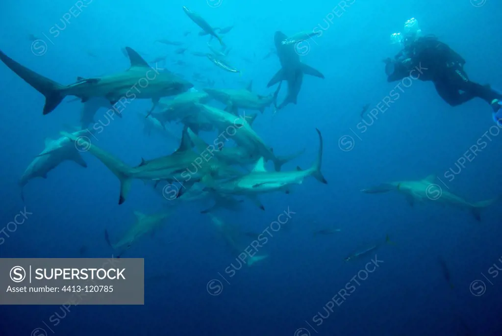 Scuba Diver and Blacktip Sharks South Africa Indian Ocean
