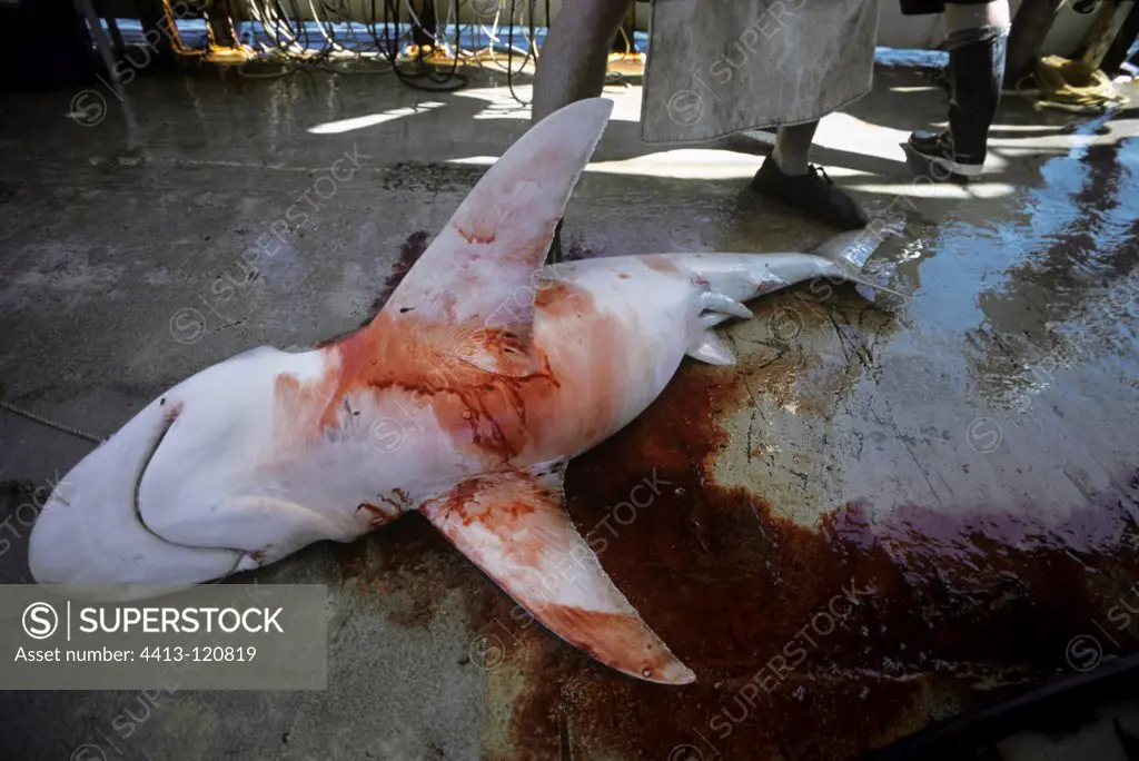 Finning Sandbar Sharks caught on Long line Exmouth Australia