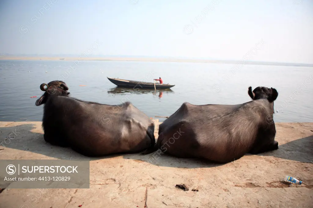 Cows at rest on the banks of the Ganges Varanasi India