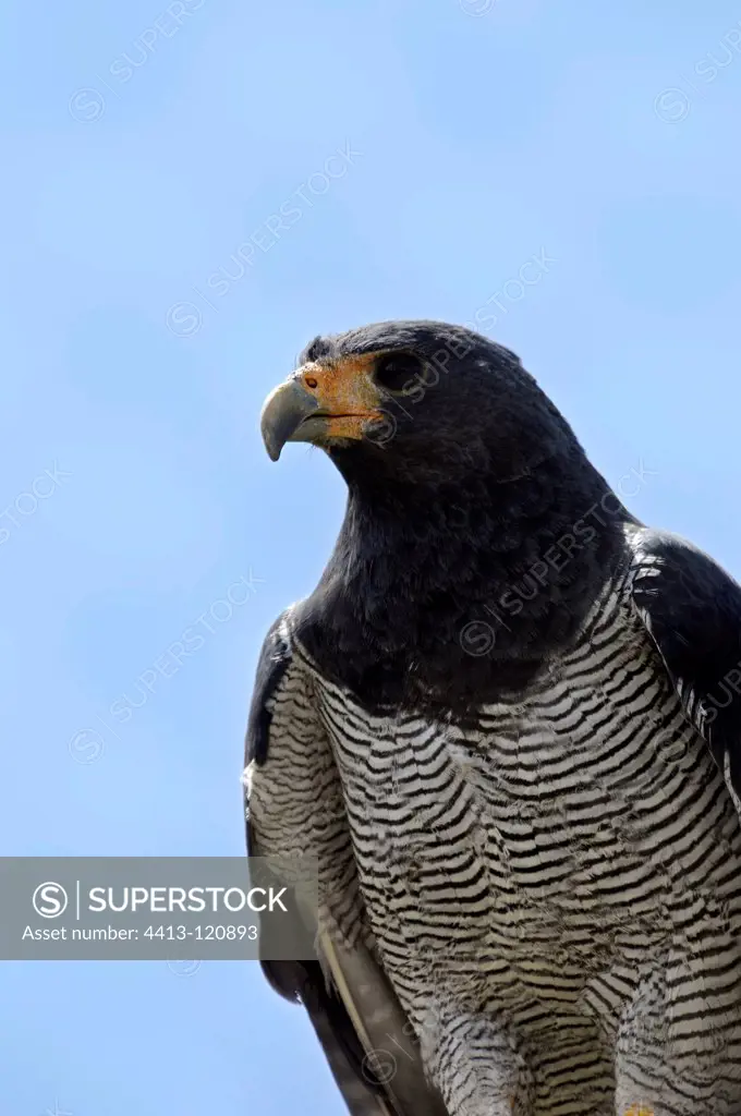 Barred Hawk Park Condors Otavalo Ecuador