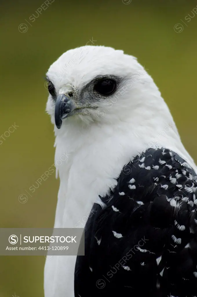 Portrait of White Hawk Condors Park Otavalo Ecuador